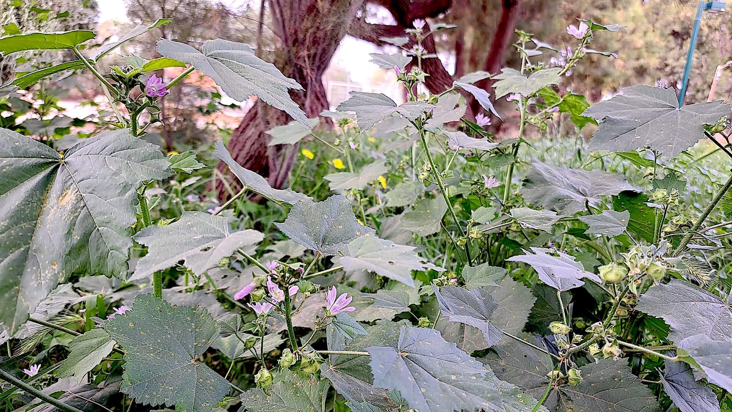 מאַלווע־בלעטער וואָס דער מחבר האָט געפֿונען אויף זײַן וואַלדשפּאַציר