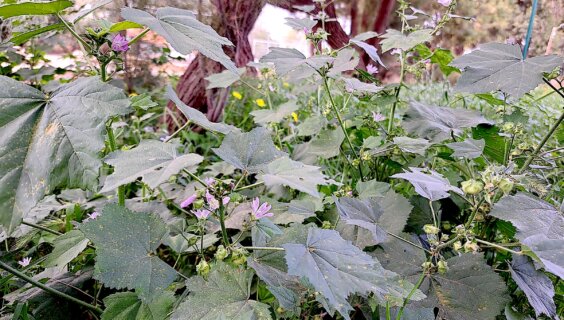 מאַלווע־בלעטער וואָס דער מחבר האָט געפֿונען אויף זײַן וואַלדשפּאַציר