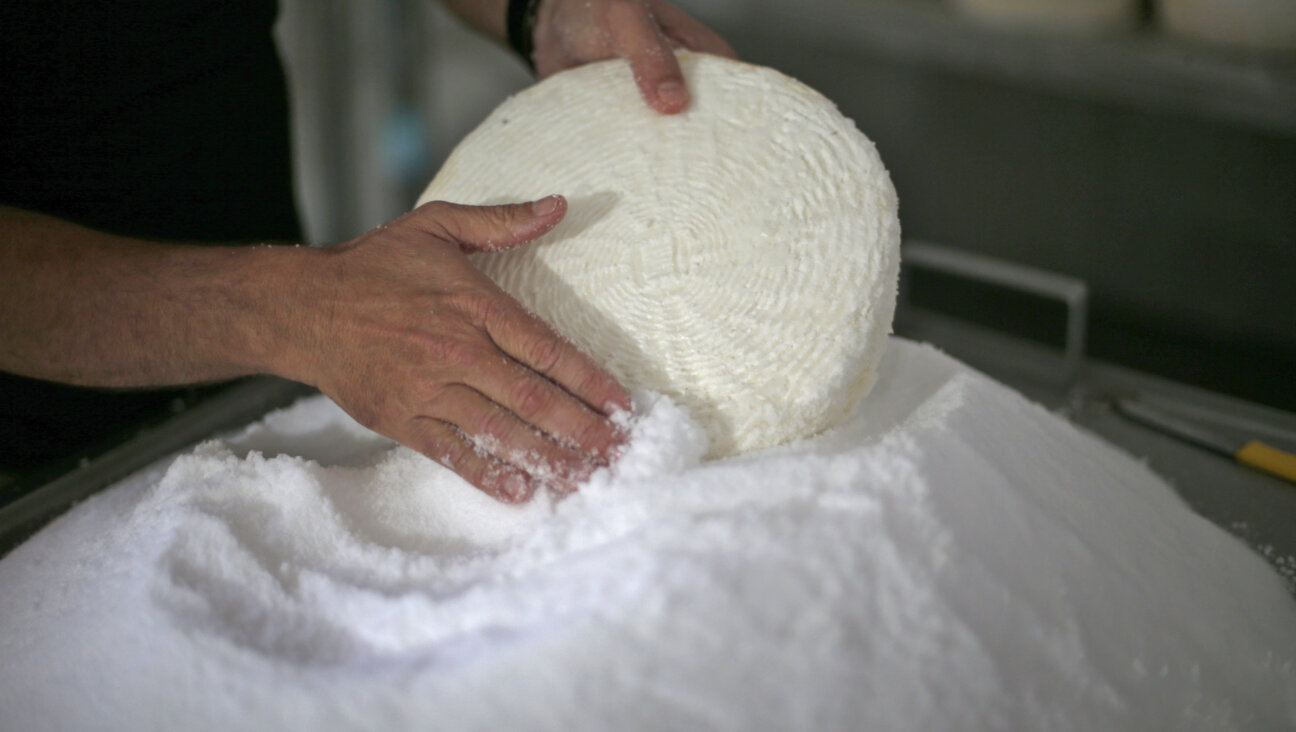 Cheese is prepared for Shavuot, a holiday often associated with dairy. 