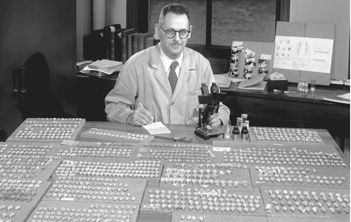 Philip Hershkovitz in his lab at Chicago's Field Museum in 1955.