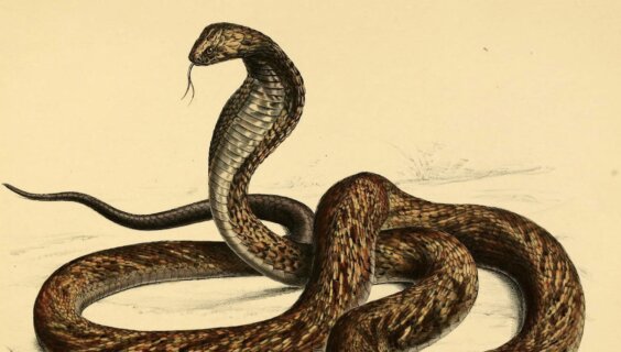 ווײַסרוסישע שפּרוכן קעגן ווייטיק, שלאַנגען־ביסן, וועלף און בערן אינעם כּתבֿ־יד EE.011.037 פֿון וויליאַם גראָסעס קאָלעקציע